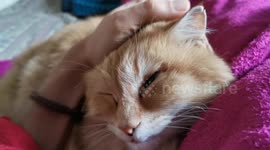 George the Cat is a good cat