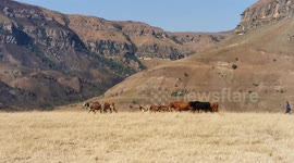 Drakensberg cows