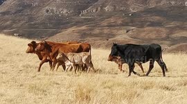 Drakensberg cows 2