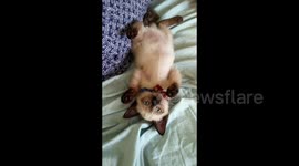 Adorable kitten half awake lying on back