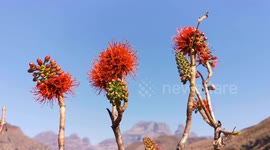 Flowers in Drakensberg mountains 200905