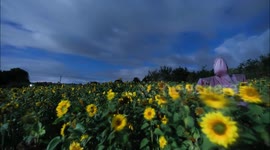 Sunflower Field In Moonlight - Time Lapse