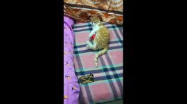 Malo Kitty Bed Quarantine Games
