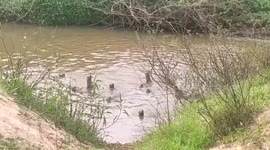 Two species of otters spotted in southern Indian river