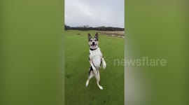 Meet the incredible dog which can walk backwards like a human