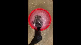 Two birds like to swim and dance in the water