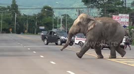 Breathtaking moment huge elephant holds up traffic to cross road and go for a swim