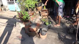 Python caught hiding in family's garden pots