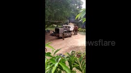 Indian forest officials have face-off with wild elephant after it raids their kitchen