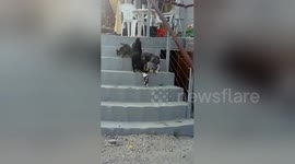 Dogs show three-legged kitten how to take on daunting steps in Tenerife