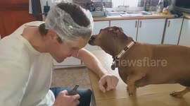 'Peanut butter head' hack doesn't go to plan when trying to clip dog's nails