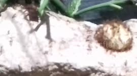 Leaf cutting Ants