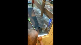 Raccoon pays a visit, baby watches
