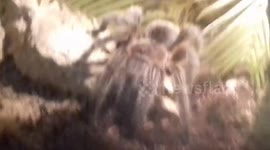 Tarantula Spider