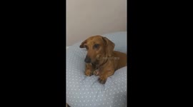 Snuggletime - dog and pregnancy pillow