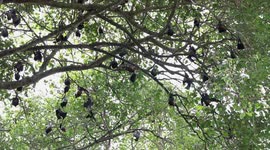 Indian villagers protect hundreds of bats despite COVID-19 concerns