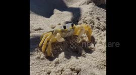 US: Adorable Pokemon Crab Attacks With Bubbles