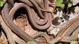 Garter Snakes nesting