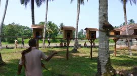 At this 'university' in Indonesia, monkeys are trained to pick coconuts