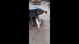 Cat under the umbrella.