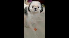 Whose Tomato is it anyway?