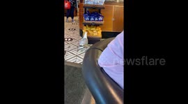 Cheeky seagull nips into UK cafe and steals packet of crisps