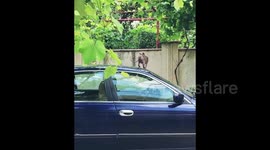 Moldova: Sphynx Cat Hacks Car Like A Pro
