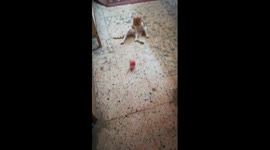 Malo Kitty Prefer Red Ball Game