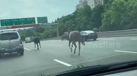 Runway mules gallop among vehicles on Chinese road