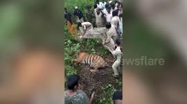Indian officials capture notorious tiger that had been hunting livestock