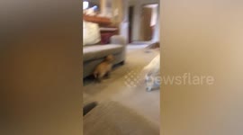 This adorable video shows the moment an excited dog meets his family’s brand new puppy for the first time