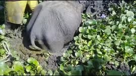 Baby Elephant Rescued After Getting Stuck in Gummy Mud