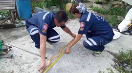 Rare golden cobra caught in family's garden in Thailand