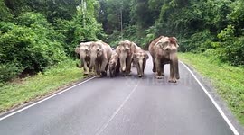 Beautiful moment elephant family walks together on Thai mountain road