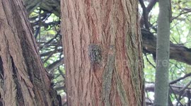 A mysterious insect s loud buzz broke the silence of the deep woods in southern India