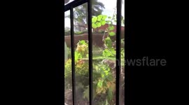 US: Hurricane-Level Winds Uproot Numerous Trees In Northern Utah