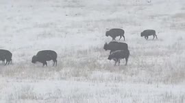 Watch Buffalo herd brave one of the earliest snow events ever to have hit parts of Colorado in record-breaking cold plunge