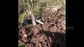US: Hurricane-Level Winds Uproot Numerous Trees In Northern Utah 3