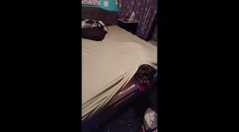 Making the bed isn't simple when you have a dog