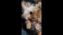Chachi plays peek a boo