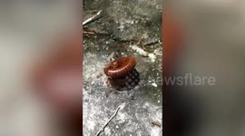 Red ants kidnap centipede while stinging it to death