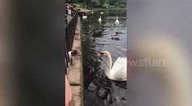 Pet dog and swan angrily face off in Russia