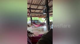 Pet cat climbs into hammock to relax
