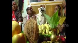 Indian family hosts baby shower for pregnant pet dog despite COVID pandemic
