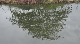 Relaxing reflections on a tranquil pond, with ripples made by fish, and sounds of birds and crowing of roosters.