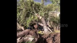Hurricane-level winds uproot numerous trees across northern Utah