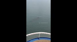 A Whale close to the ship side...