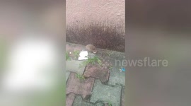 Rare species of hedgehog rescued in western India