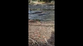 The men use their bare hands to catch large crocodiles from the lake