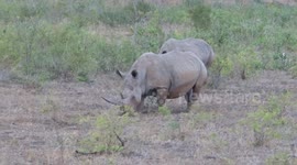 Rhino has unusually large floppy horn that almost drags along ground